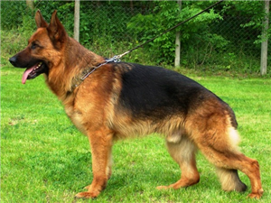 Kedi Misin Köpek Mi