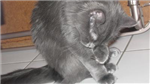 What Type Of Cat Are You ??