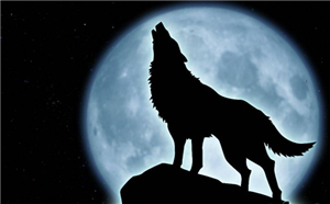 ¿Que Clase De Lobo Eres