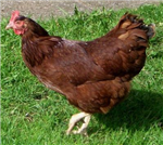 Cesurmusun?Korkakmısın?