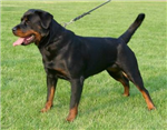 Hangi Köpek Sana Göre