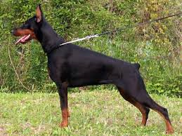 Hangi Köpek Sana Uygun