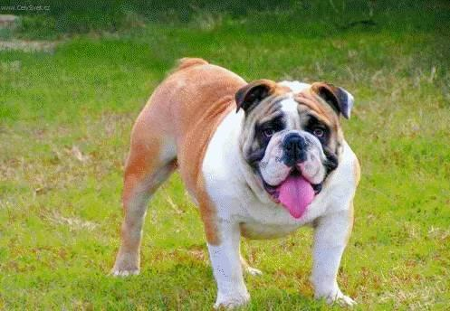 Hangi Köpek Sana Uyar