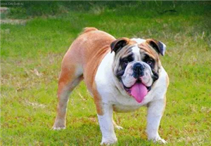 Hangi Köpek Sana Uyar