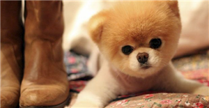 Que Clase De Perro Eres
