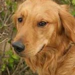 What Breed Of Dog Are You?
