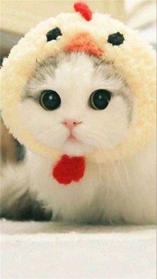Seberapa suka kucing anda