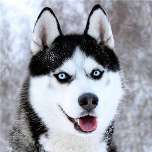 Hangi Köpek Sana Yakısır