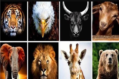 Que Animal Te Gusta Más?
