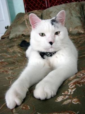 Kedi Mi....Kopek Mi....
