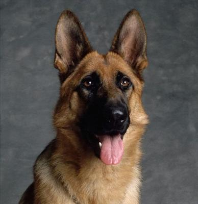 Hangi Köpeğin Olacak