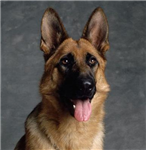 Hangi Köpeğin Olacak