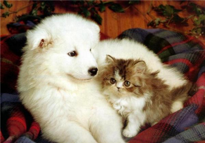 Hangisi Daha Çok Sevimli Kedilermi?Köpeklermi?
