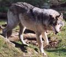 Quel Est L'animal Qui Se Cache Dans Ton Esprit ?