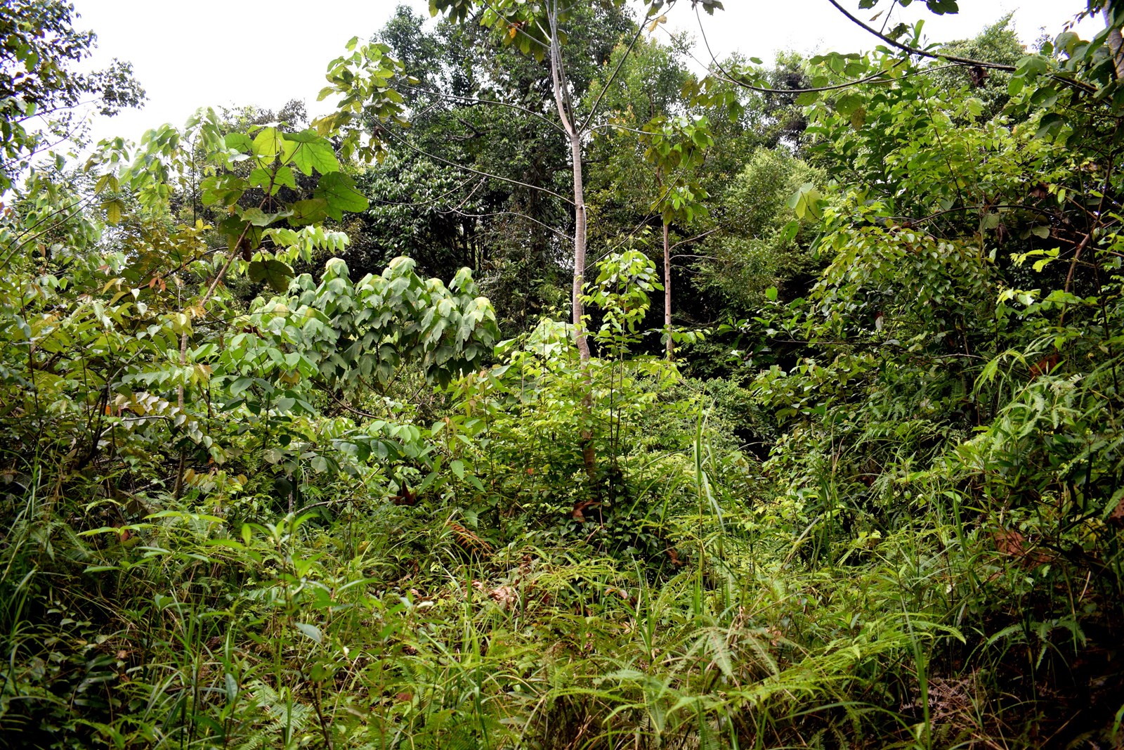 Jika Lo Tersesat Di Hutan Gimana Ceritanya? 