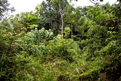 Jika Lo Tersesat Di Hutan Gimana Ceritanya? 