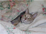 Ailurophile-A Gift From One Cat Lover To Another!