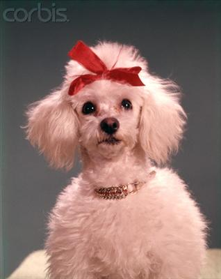 What Type Of Dog Are You ???