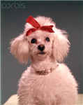 What Type Of Dog Are You ???
