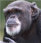 Gunder Eller Chimpen?