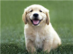 Senin Köpeğin Hangisi?