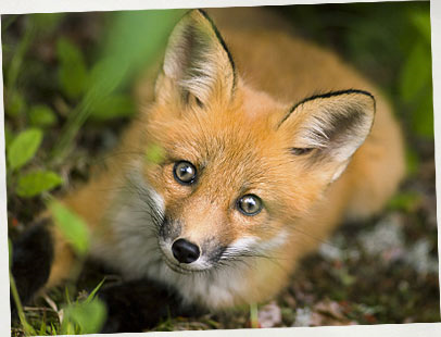 Quel Animal Es Tu ? 