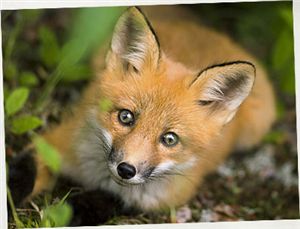 Quel Animal Es Tu ? 