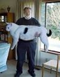Hangi Kedi Sana Göre
