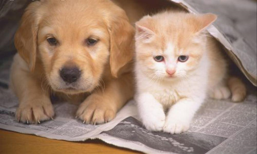 Kedi Misin Köpek Mi?