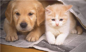 Kedi Misin Köpek Mi?