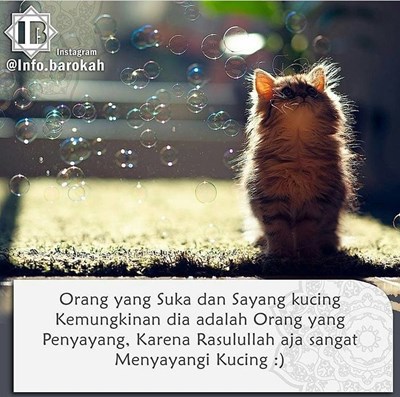 Sayang   Kucing  Seberapa Sayang Kamu Sama Kucing