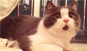 Hanhi Kedi Sana Benziyor