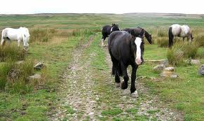 What Horse Breed Are You?!