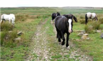 What Horse Breed Are You?!