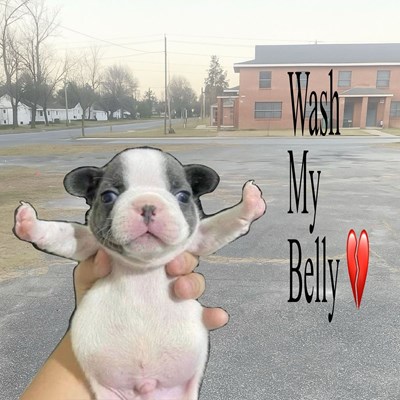 Pibble 2 betalarrr