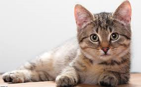 Gerçek Bir Kedi Severmisin?