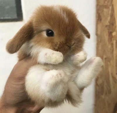 Kedi Misin Köpek Misin