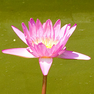Berkah Buddha