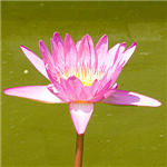 Berkah Buddha