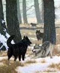 What Kind Of Wolf Are You?