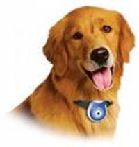 Your Livingwith A Pet!