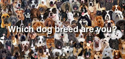 Which Dog Breed Are You?