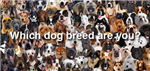 Which Dog Breed Are You?
