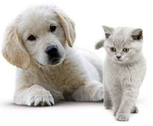 Chat Ou Chien ?
