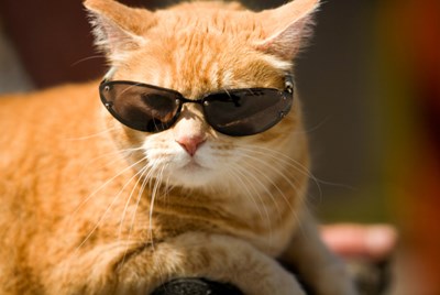 Seberapa cool kamu? 