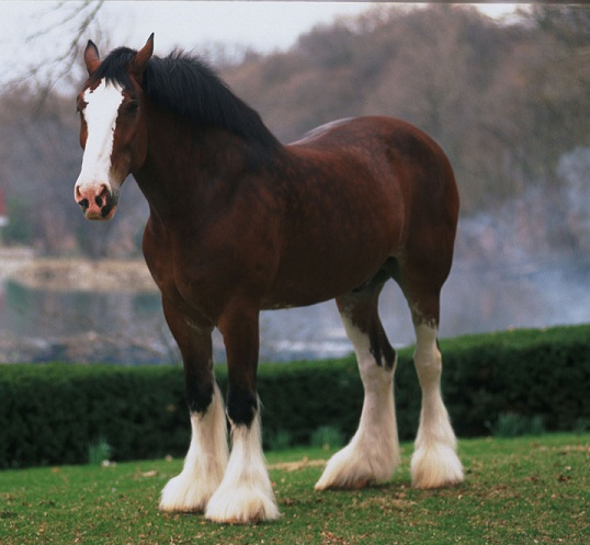 ¿Qué Raza De Caballo Eres?