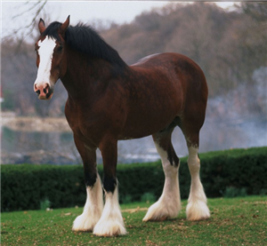 ¿Qué Raza De Caballo Eres?