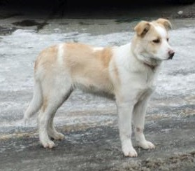 Hangi Köpek Türüsün?