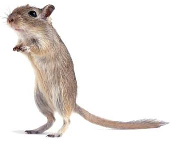How Much Do You Know About Gerbils?