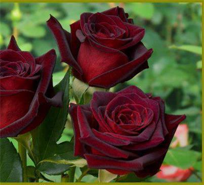 Rosas rojas